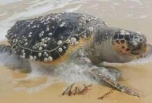 Sea Turtle washed up dead via the Facebook Page of Association TunSea pour la Science Participative