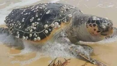 Sea Turtle washed up dead via the Facebook Page of Association TunSea pour la Science Participative