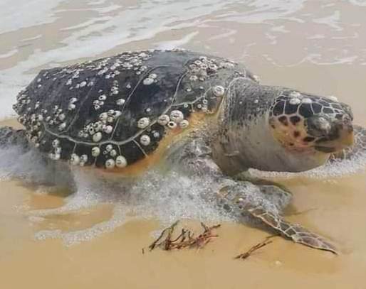 Sea Turtle washed up dead via the Facebook Page of Association TunSea pour la Science Participative